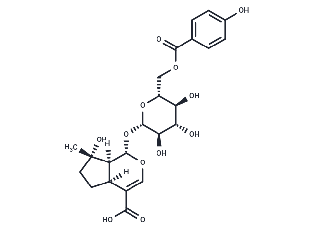 6'-(p-Hydroxybenzoyl)mussaenosidic acid