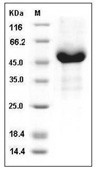 GFR Alpha-3/GFRA3 Protein, Human, Recombinant (His)