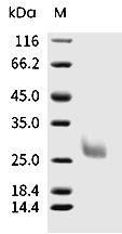 Mucin-1/MUC1 Protein, Human, Recombinant (Isoform Y-LSP)