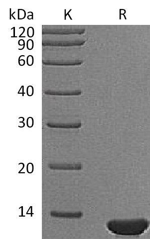 Beta-NGF Protein, Mouse, Recombinant (E. colli)