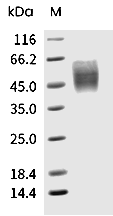 B7-2/CD86 Protein, Human, Recombinant (aa 1-239, His)