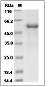 CD39 Protein, Cynomolgus, Rhesus, Recombinant (His)
