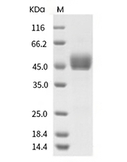 CD3D & CD3E Heterodimer Protein, Human, Recombinant (hFc & His & Flag)