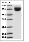 LILRB1/CD85j/ILT2 Protein, Human, Recombinant (His)