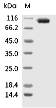 HER3/ERBB3 Protein, Mouse, Recombinant (His)