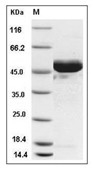 NSE/ENO2 Protein, Human, Recombinant (His)
