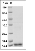 PLGF-1/PGF Protein, Human, Recombinant (aa 19-149)
