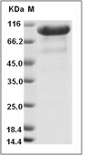 C-MPL/TPO-R Protein, Rat, Recombinant (hFc)