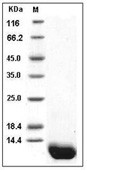 Complement C5a Protein, Human, Recombinant