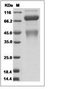 HGFR/c-Met Protein, Cynomolgus, Rhesus, Recombinant (His)