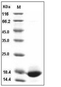 FGF-1 Protein, Mouse/Rat, Recombinant