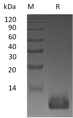 SDF-1 alpha/CXCL12 Protein, Mouse, Recombinant