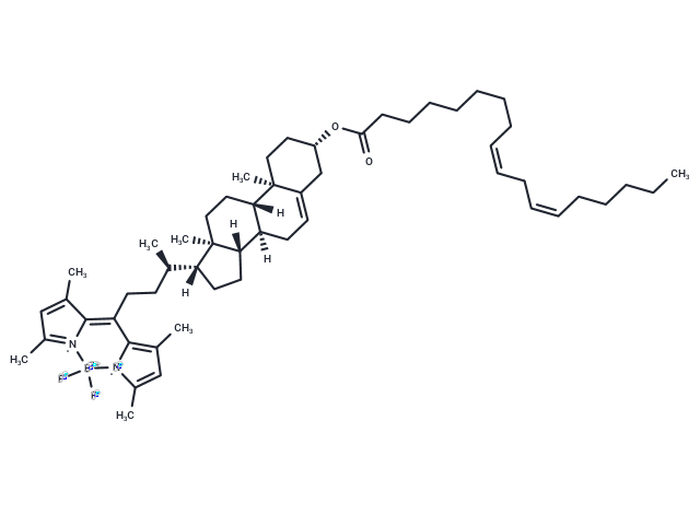 BODIPY 480/508-cholesteryl linoleate