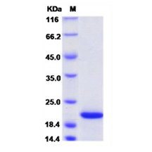 Asp f 1 Protein, Neosartorya fumigata, Recombinant (His)