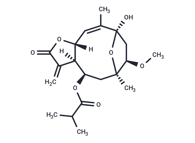 1β-Methoxydiversifolin