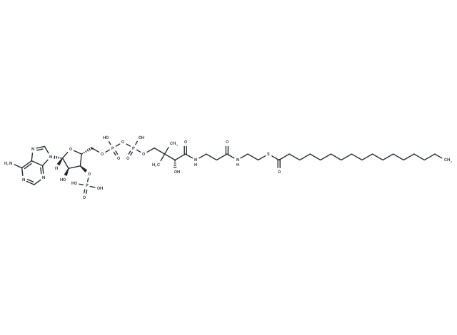 Heptadecanoyl Coenzyme A