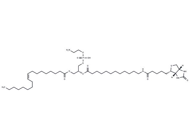 18:1-12:0 Biotin PE