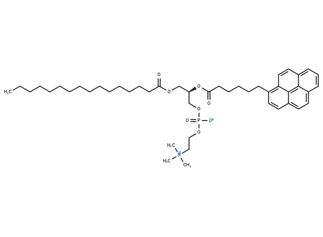 L-α-Phosphatidylcholine β-(pyren-1-yl)hexanoyl-γ-palmitoyl