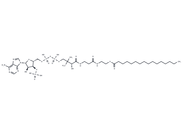 Palmitoyl coenzyme A