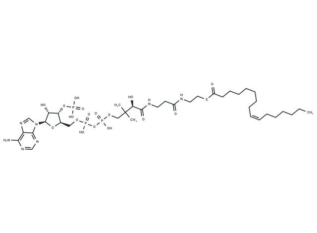 Palmitoleoyl-CoA