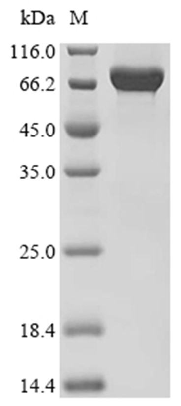 CAPN1 Protein, Mouse, Recombinant (His)