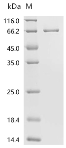 p38 alpha/MAPK14 Protein, Human, Recombinant (His & GST)