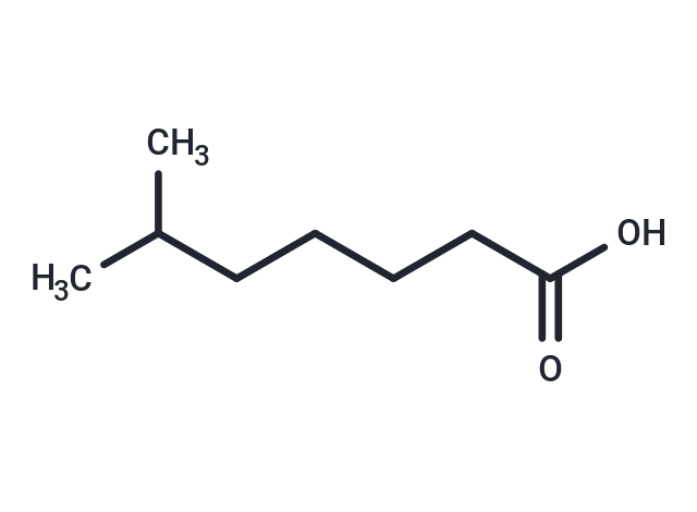 6-Methylheptanoic acid