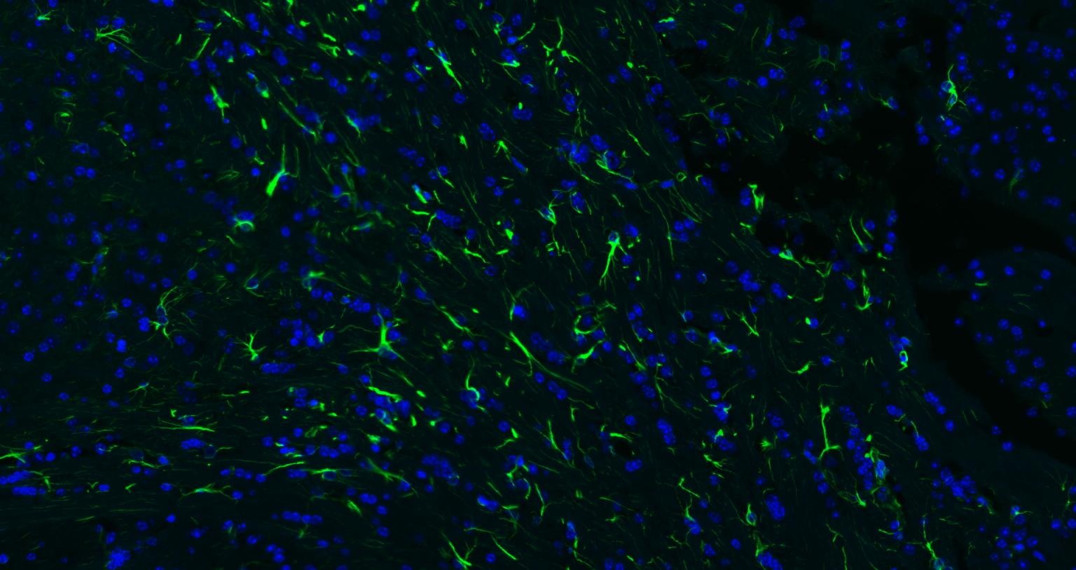 Goat Anti-Rabbit IgG H&L Secondary Antibody-FITC
