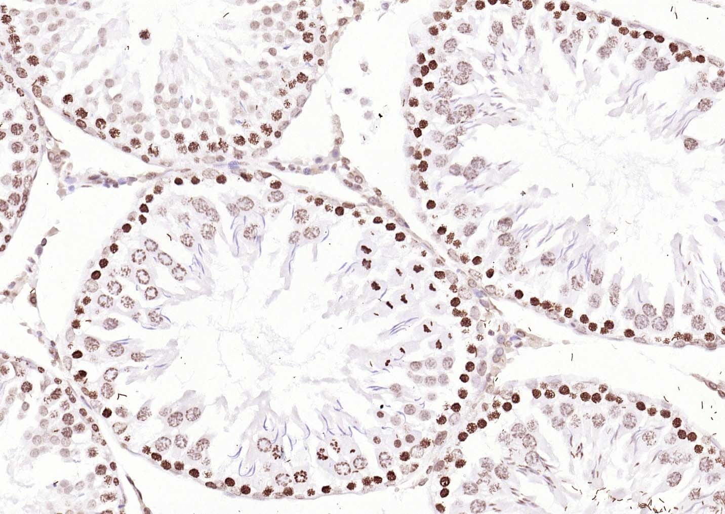 Goat Anti-Rabbit IgG H&L Secondary Antibody-Biotin