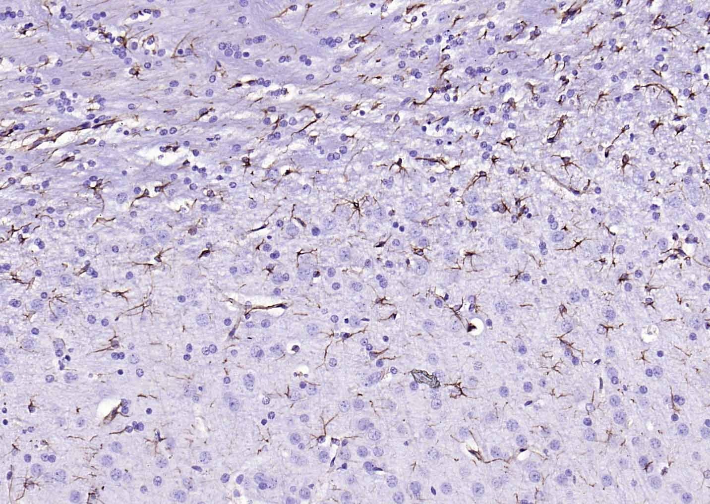 F(ab')₂ Fragment Goat Anti-rabbit IgG H&L Secondary Antibody-Biotin