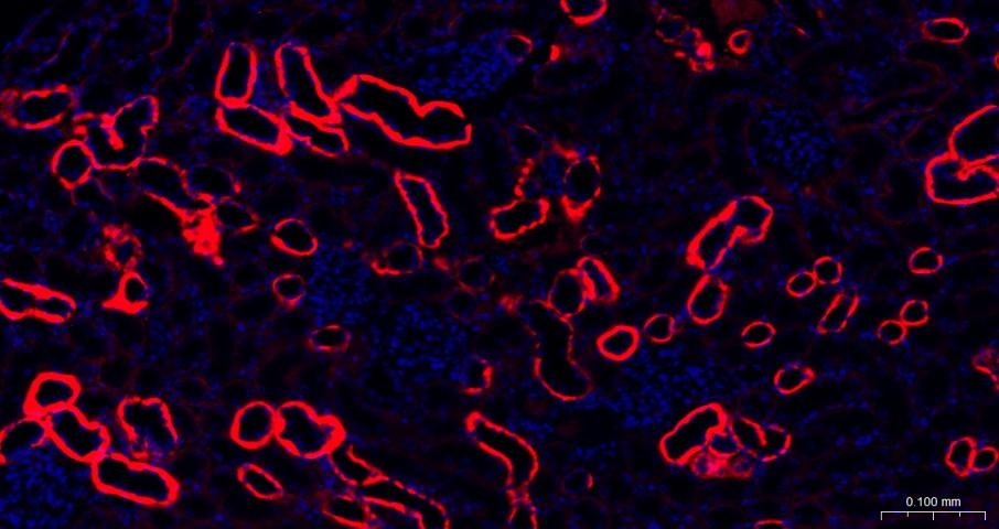 Goat Anti-Rabbit IgG H&L Secondary Antibody-AF594