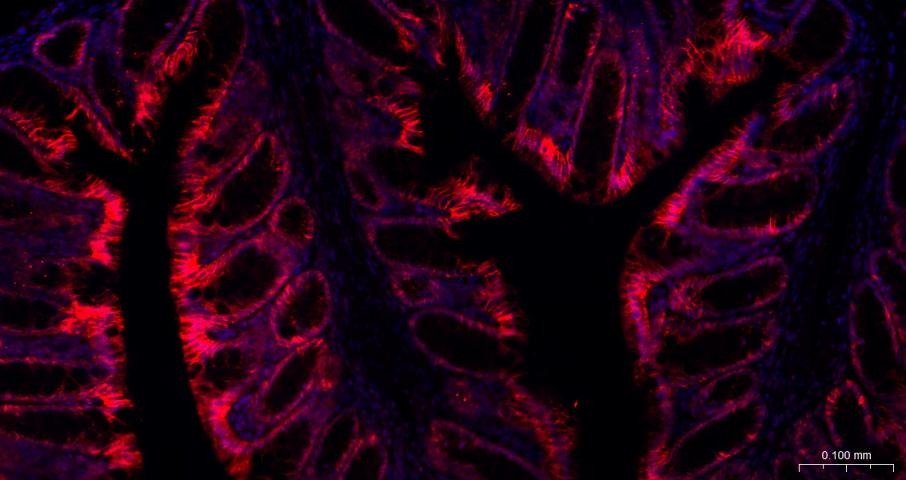 Goat Anti-Rabbit IgG H&L Secondary Antibody-AF594