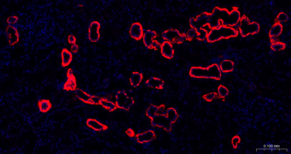 Goat Anti-Rabbit IgG H&L Secondary Antibody-AF594