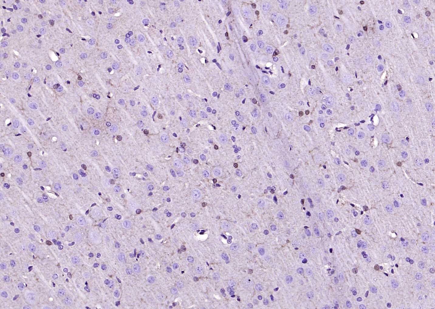 F(ab')₂ Fragment Goat Anti-Mouse IgG H&L Secondary Antibody-Biotin