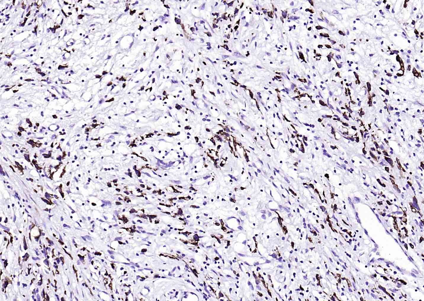 F(ab')₂ Fragment Goat Anti-Mouse IgG H&L Secondary Antibody-Biotin