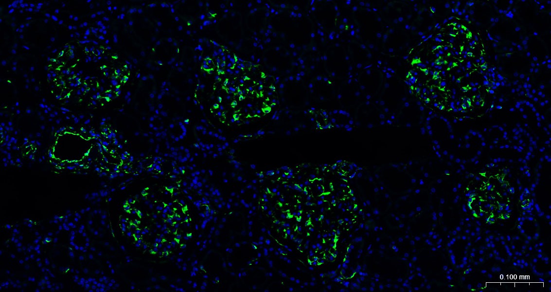 AffiniPure F(ab')2 Fragment Goat Anti-Rabbit IgG (H+L) Secondary Antibody-AF488