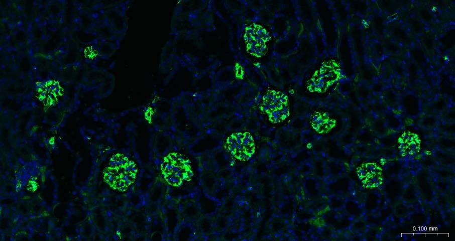 F(ab')₂ Fragment Goat Anti-rabbit IgG H&L Secondary Antibody-FITC