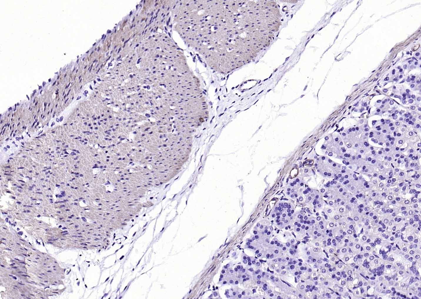 F(ab')₂ Fragment Goat Anti-Mouse IgG H&L Secondary Antibody-Biotin