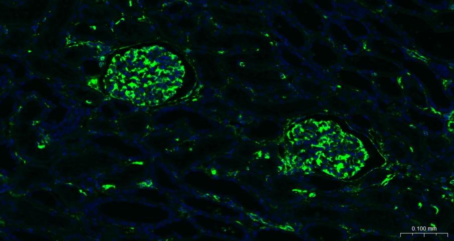 F(ab')₂ Fragment Goat Anti-rabbit IgG H&L Secondary Antibody-FITC