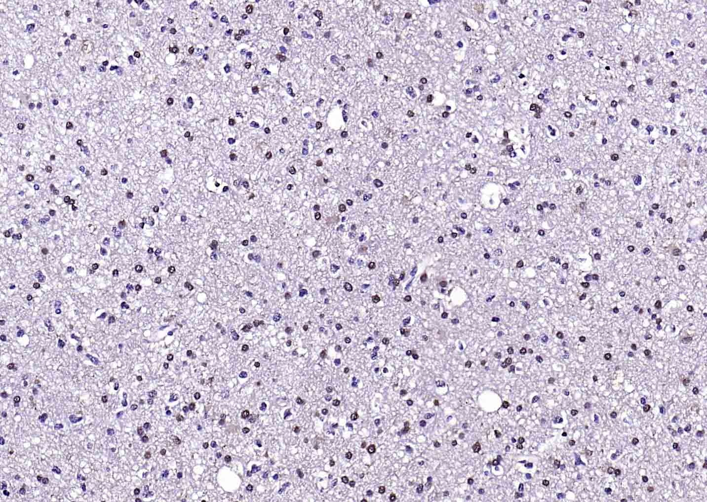 F(ab')₂ Fragment Goat Anti-Mouse IgG H&L Secondary Antibody-Biotin