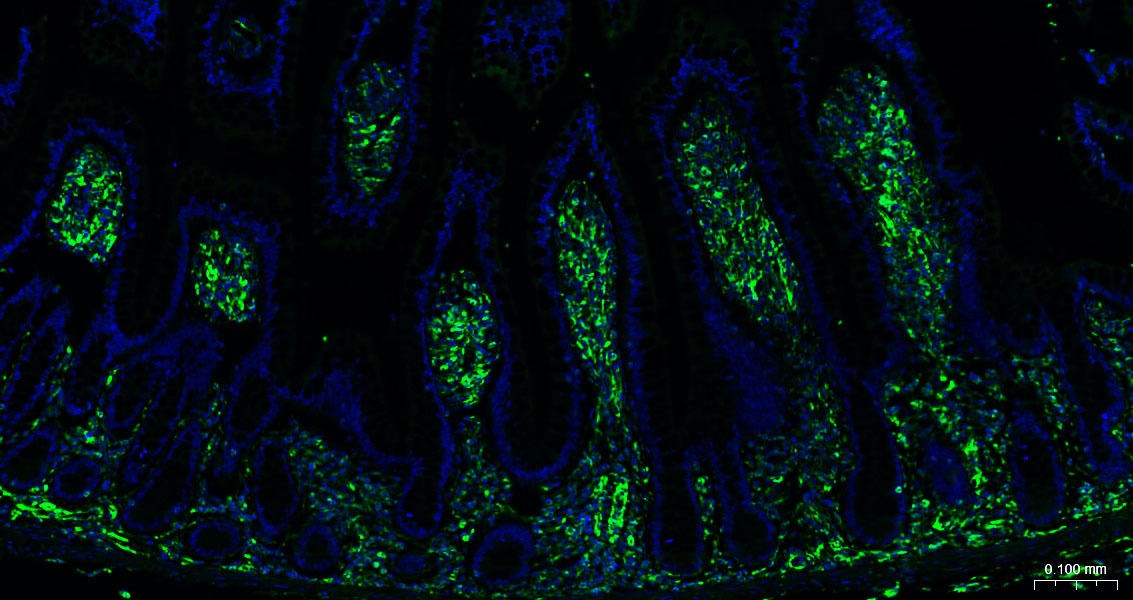 AffiniPure F(ab')2 Fragment Goat Anti-Rabbit IgG (H+L) Secondary Antibody-AF488