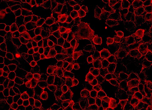 Goat Anti-Mouse IgG H&L Secondary Antibody-AF555