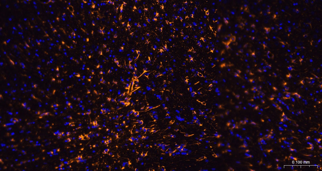Goat Anti-Rabbit IgG H&L Secondary Antibody-AF555