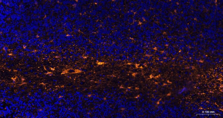 Goat Anti-Rabbit IgG H&L Secondary Antibody-AF555