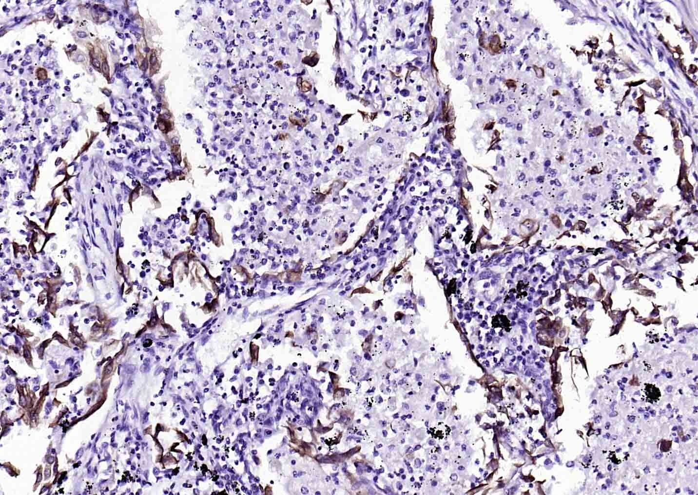 F(ab')₂ Fragment Goat Anti-Mouse IgG H&L Secondary Antibody-Biotin