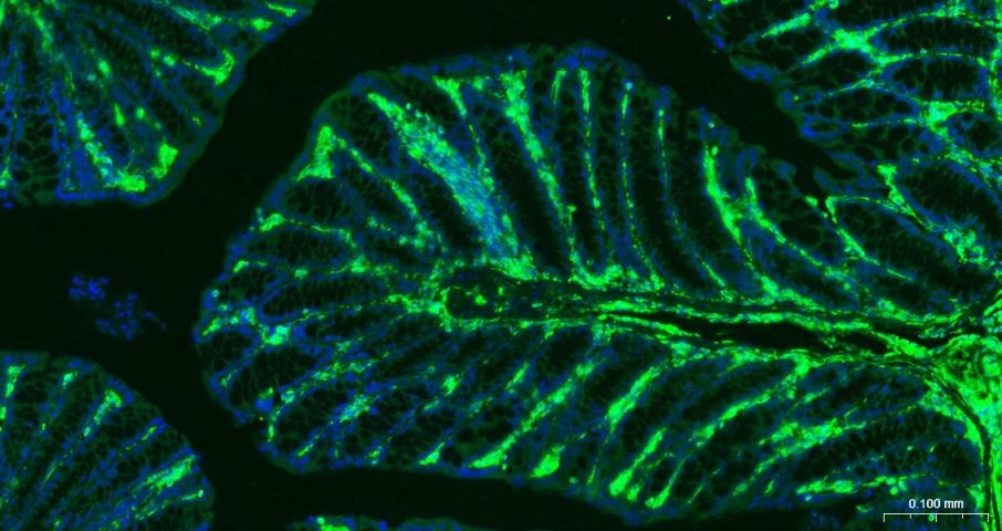 F(ab')₂ Fragment Goat Anti-rabbit IgG H&L Secondary Antibody-FITC