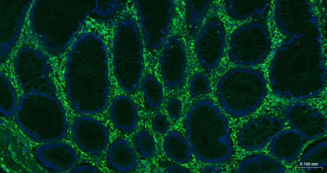 AffiniPure F(ab')₂ Fragment Goat Anti-Mouse IgG (H+L) Secondary Antibody-AF488