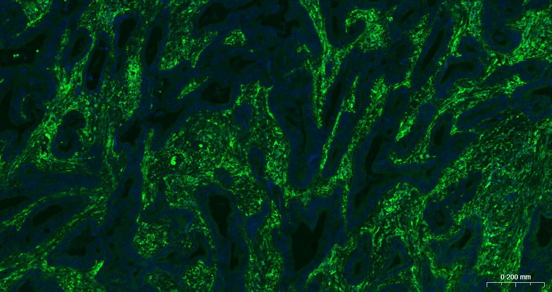 AffiniPure F(ab')₂ Fragment Goat Anti-Mouse IgG (H+L) Secondary Antibody-AF488