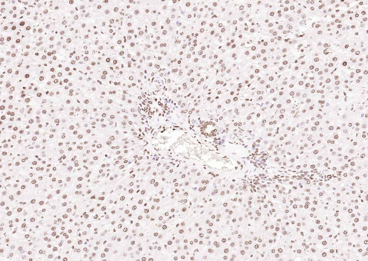 Goat Anti-Rabbit IgG H&L Secondary Antibody-Biotin