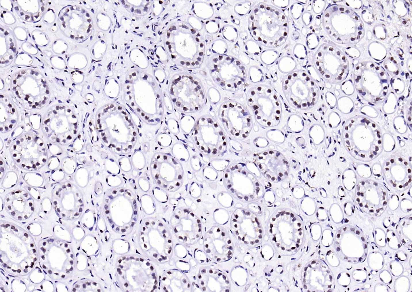 F(ab')₂ Fragment Goat Anti-rabbit IgG H&L Secondary Antibody-Biotin